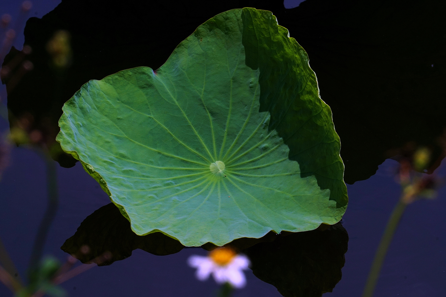 陳永鑑_荷花作品_20250701j.JPG