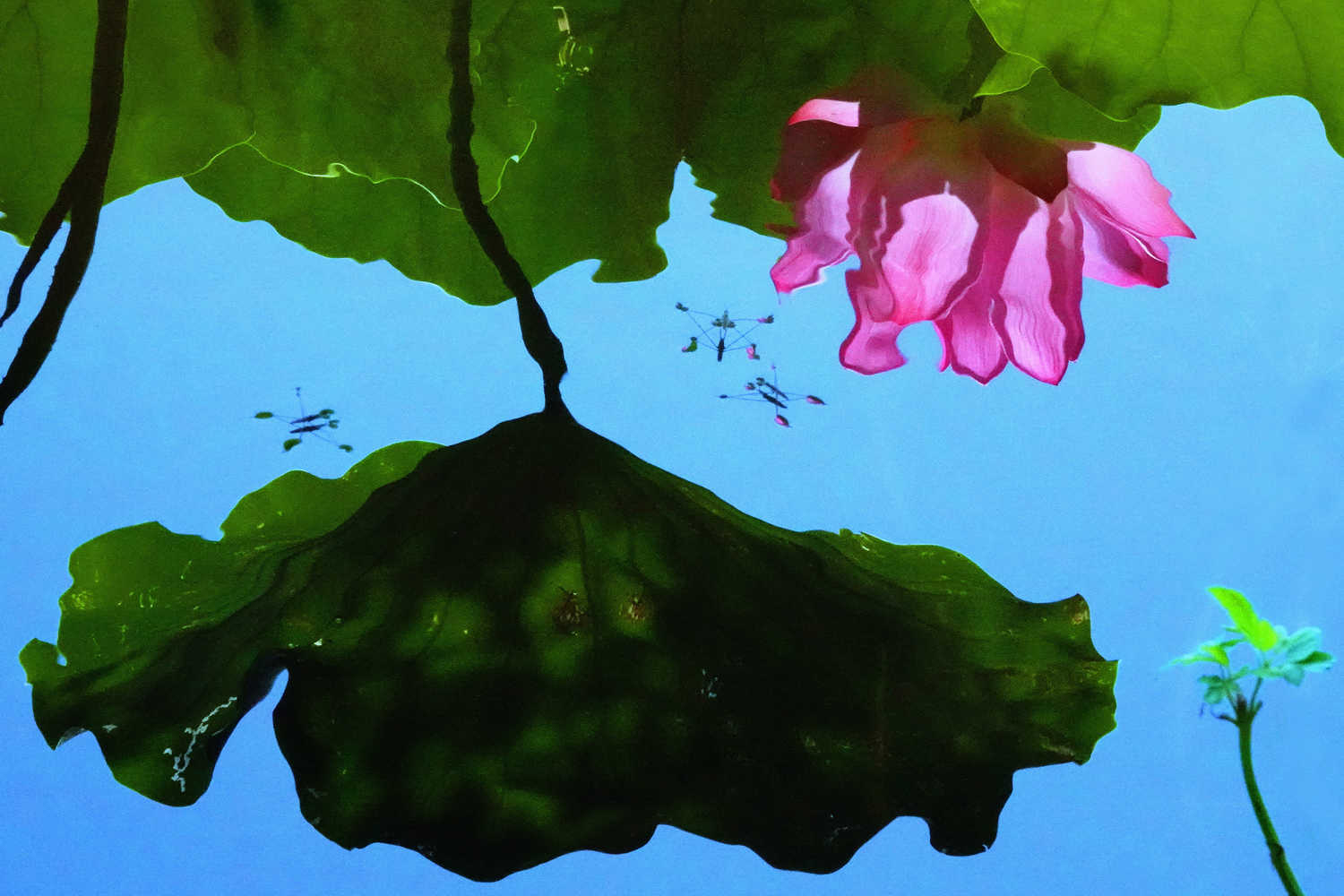 陳永鑑_荷花作品_20250704c.JPG