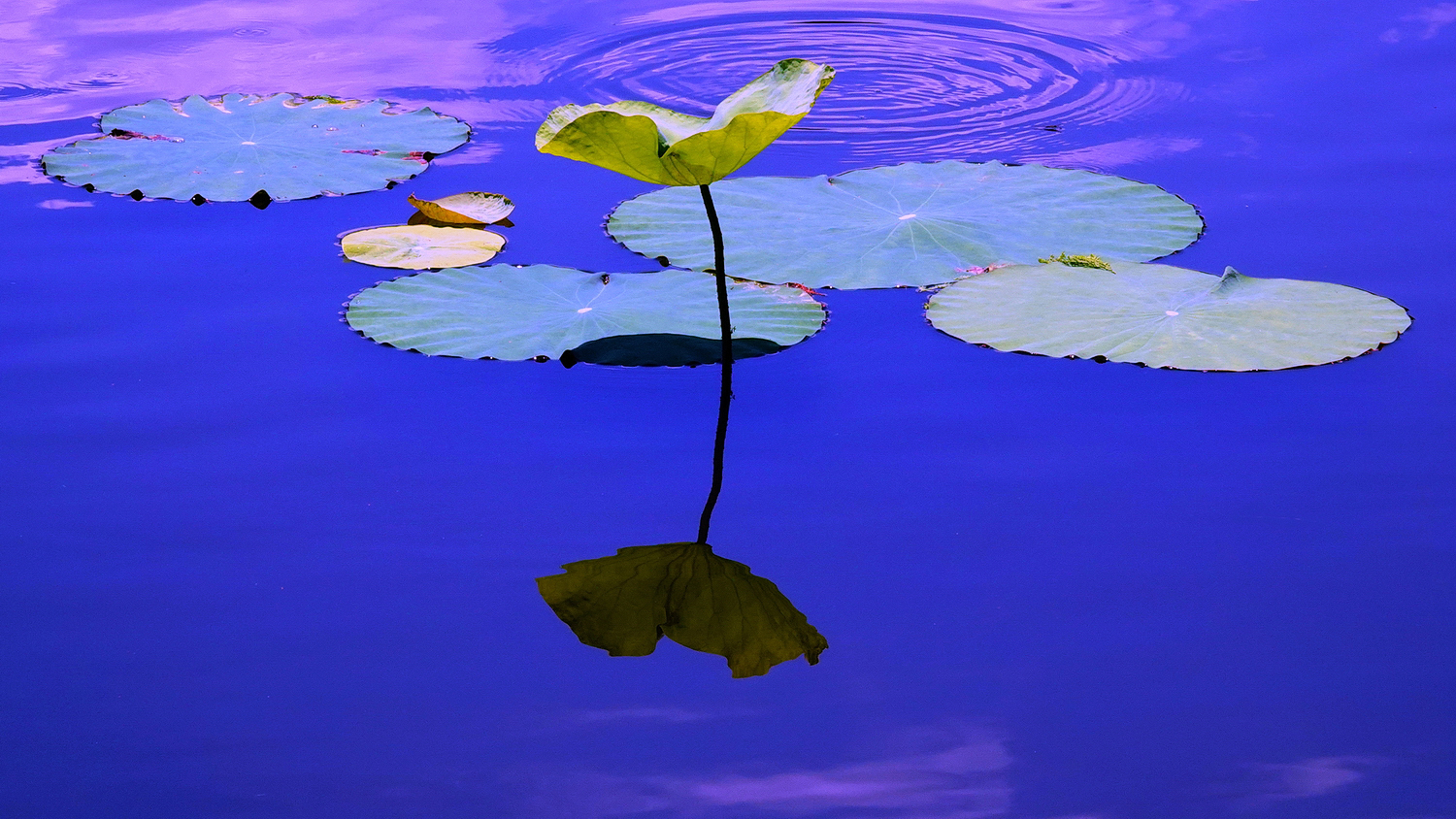 陳永鑑_荷花作品_20250704e.JPG