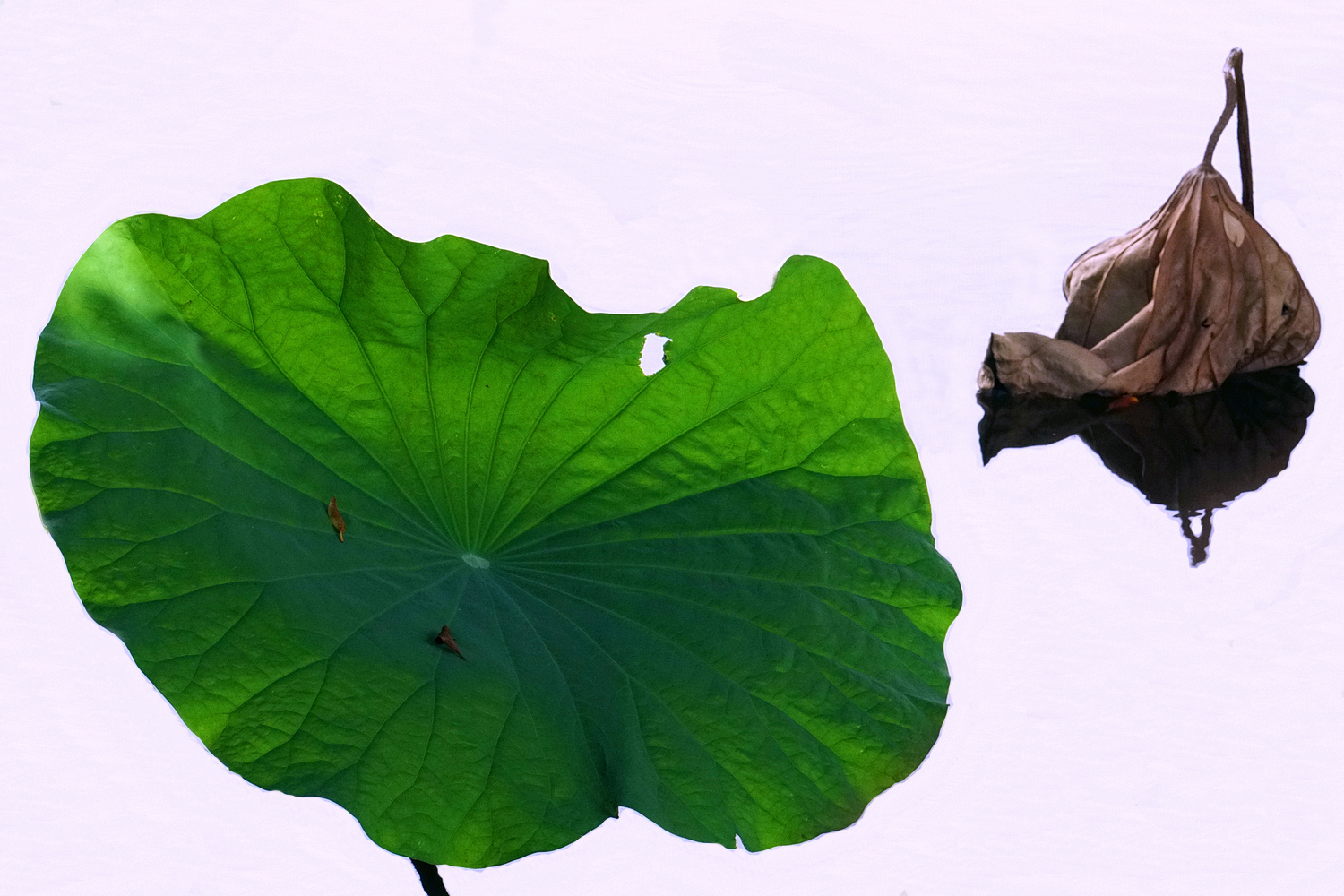 陳永鑑_荷花作品_20250706f.JPG