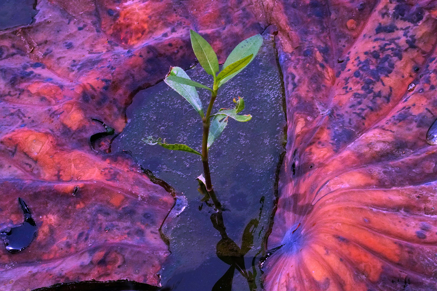 陳永鑑_荷花作品_20250706o.JPG