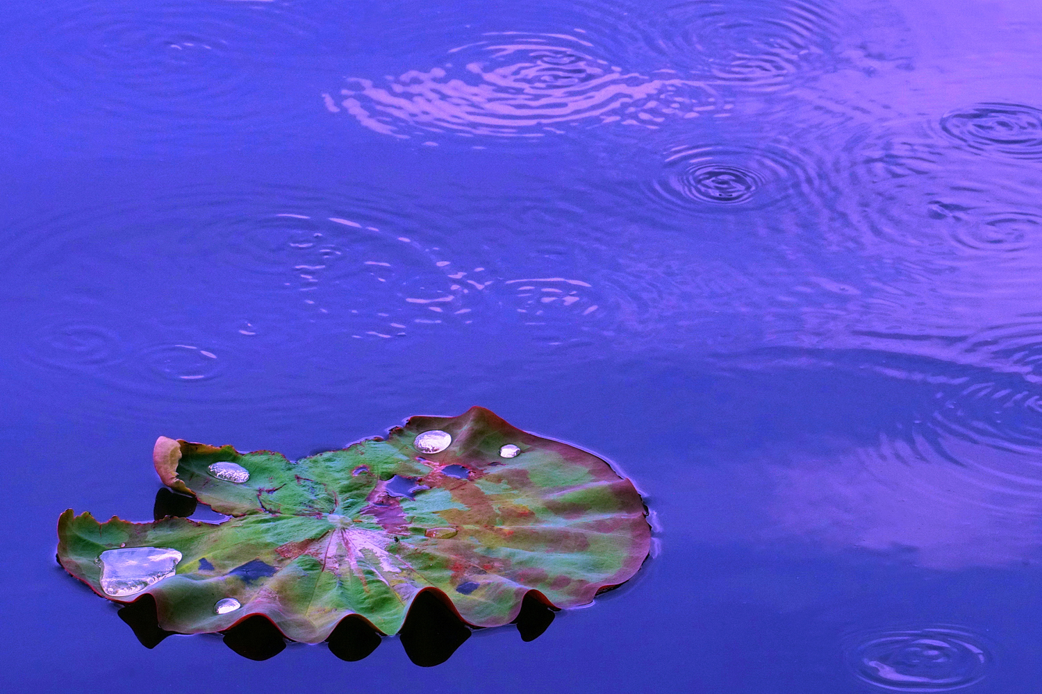 陳永鑑_荷花作品_20250706l.JPG