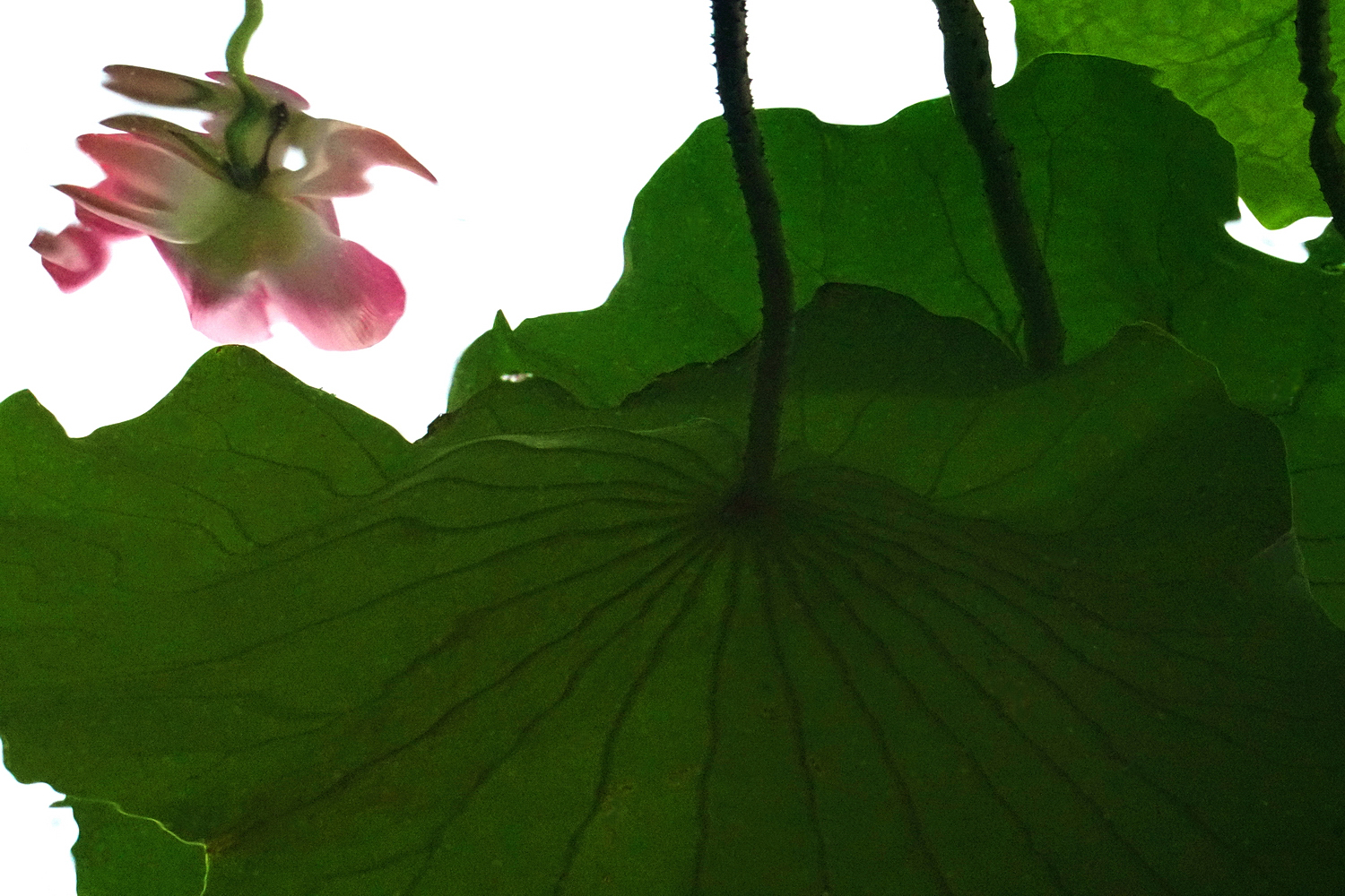 陳永鑑_荷花作品_20250707e.JPG