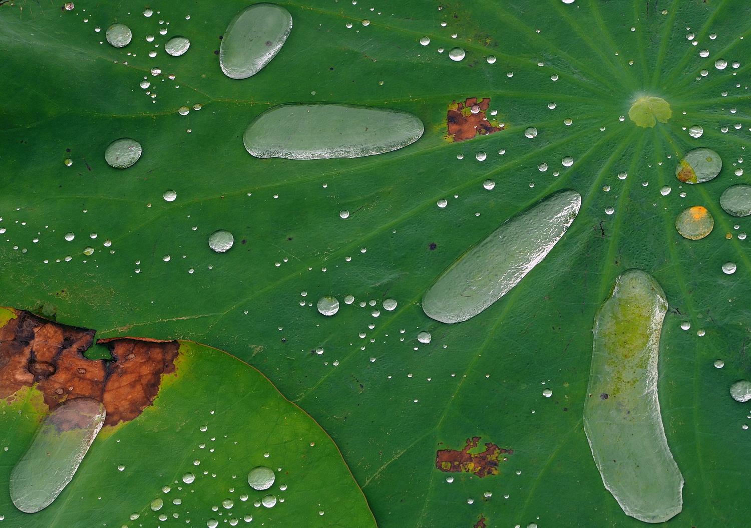 陳永鑑_荷花作品_20250707m.JPG