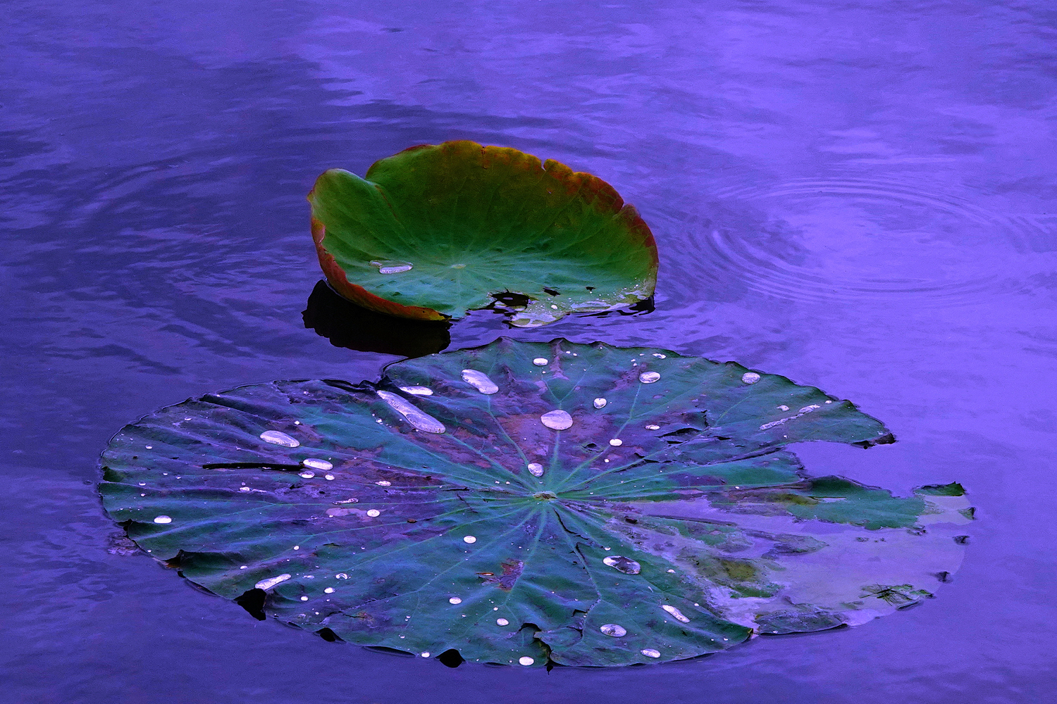 陳永鑑_荷花作品_20250707r.JPG