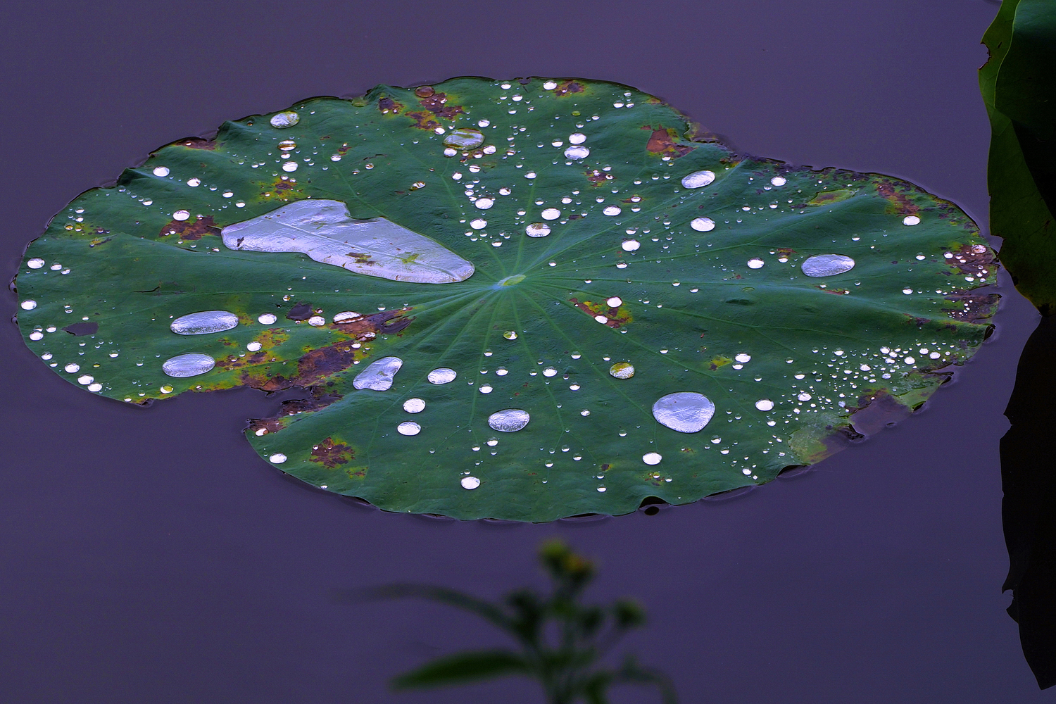 陳永鑑_荷花作品_20250707q.JPG