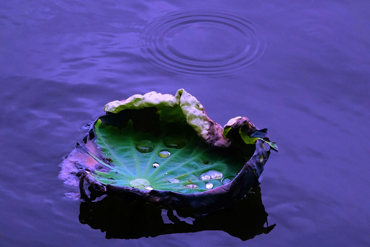 陳永鑑_荷花作品_20250708s.JPG