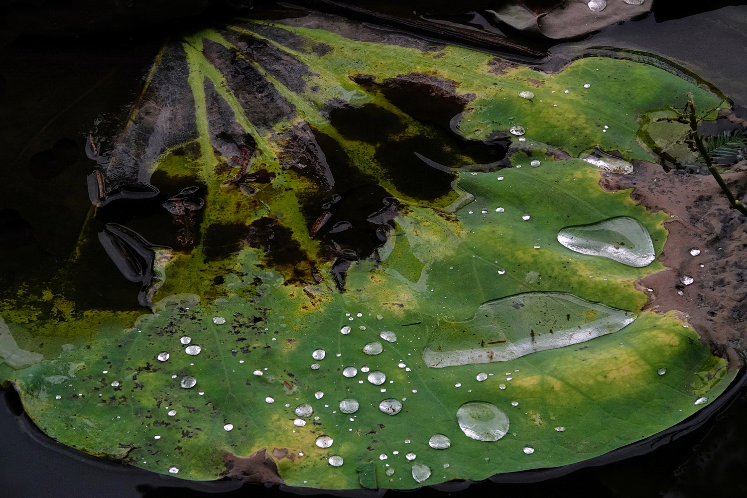陳永鑑_荷花作品_20250708r.JPG
