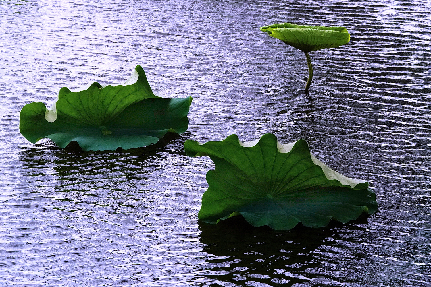 陳永鑑_荷花作品_20250708q.JPG