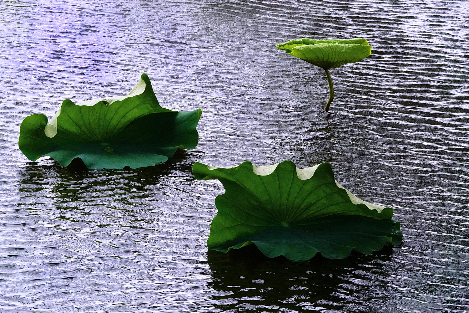 陳永鑑_荷花作品_20250708y.JPG
