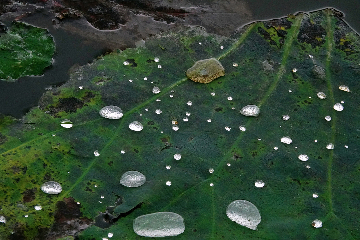 陳永鑑_荷花作品_20250709b.JPG