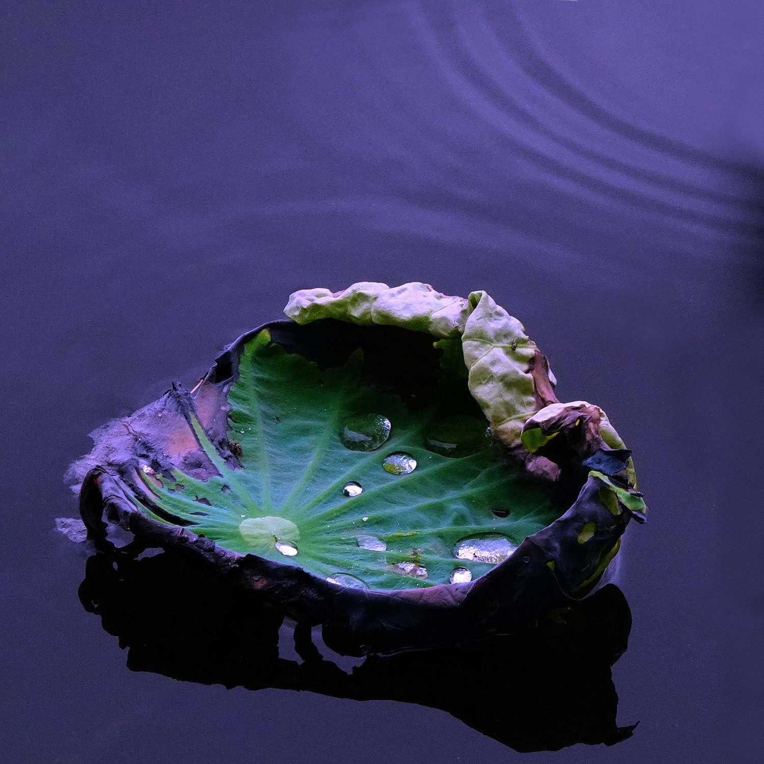 陳永鑑_荷花作品_20250708z3.JPG