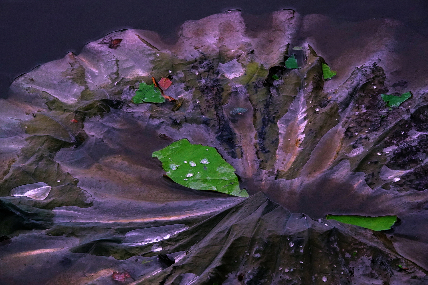 陳永鑑_荷花作品_20250708z1.JPG