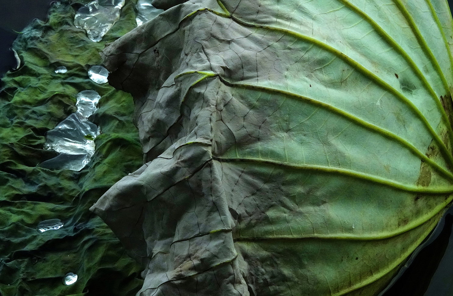 陳永鑑_荷花作品_20250709f.JPG