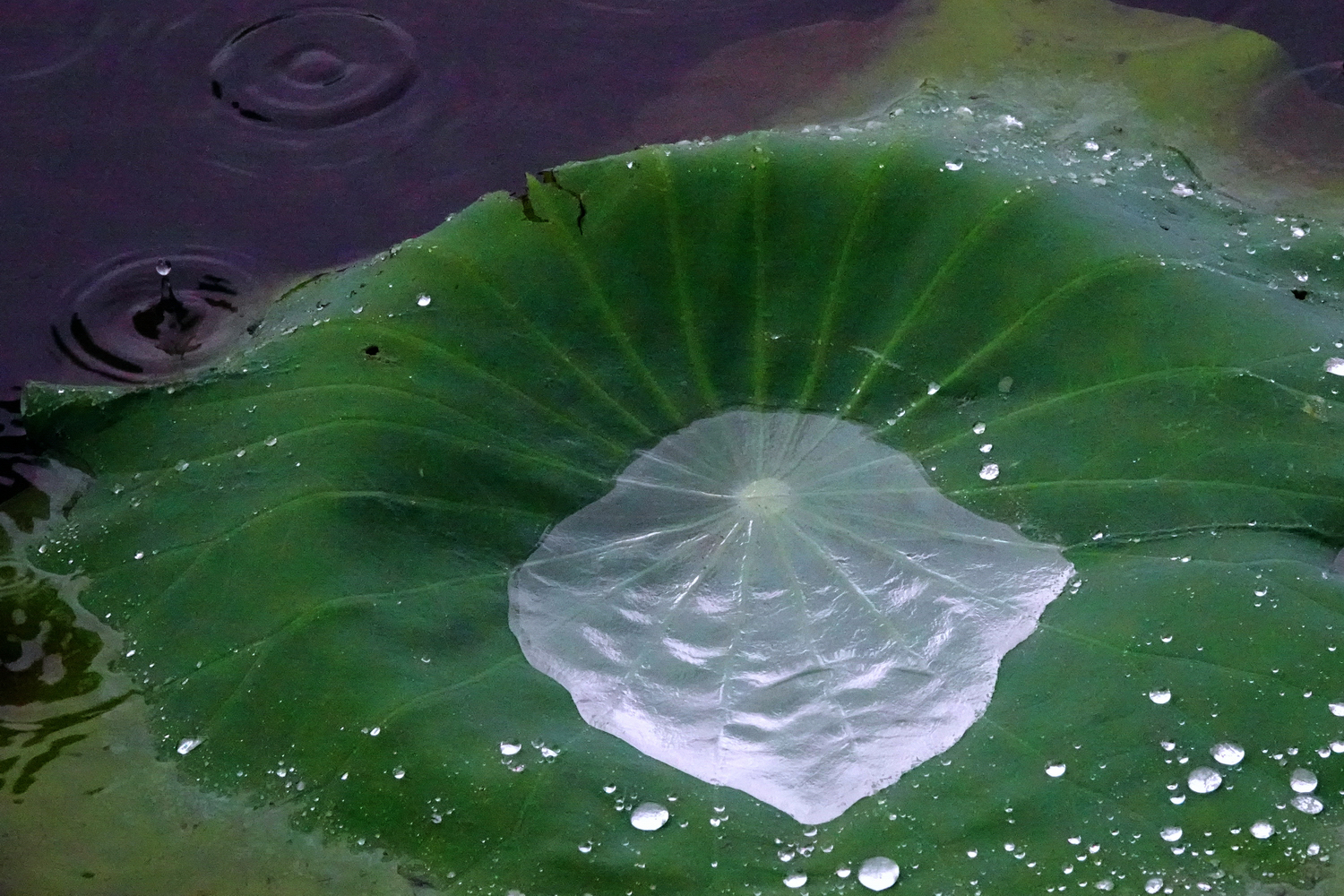 陳永鑑_荷花作品_20250709q.JPG
