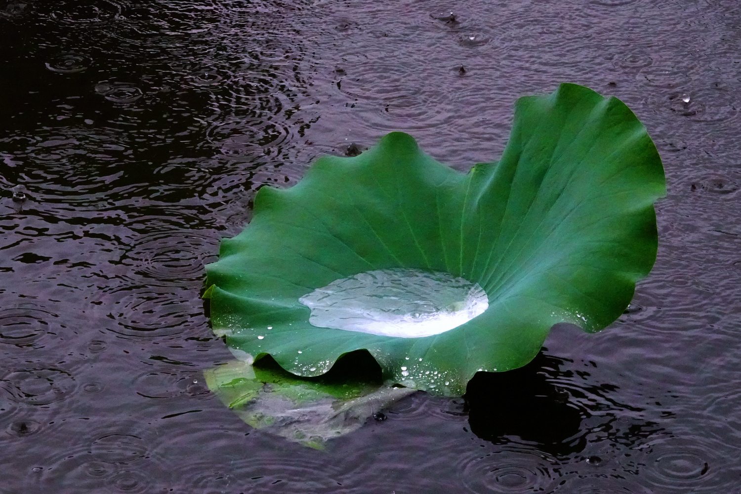 陳永鑑_荷花作品_20250709r.JPG