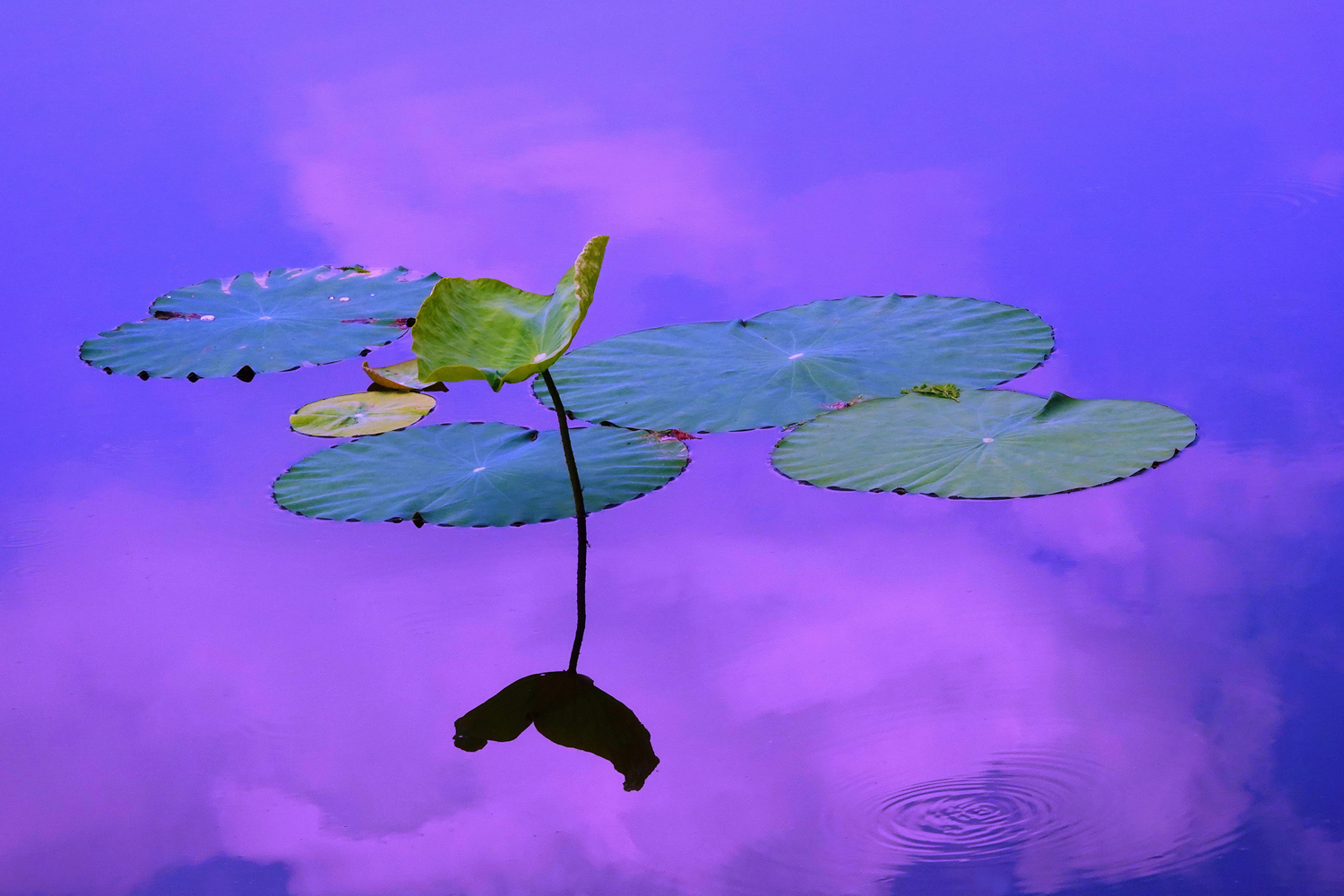 陳永鑑_荷花作品_20250710c.JPG