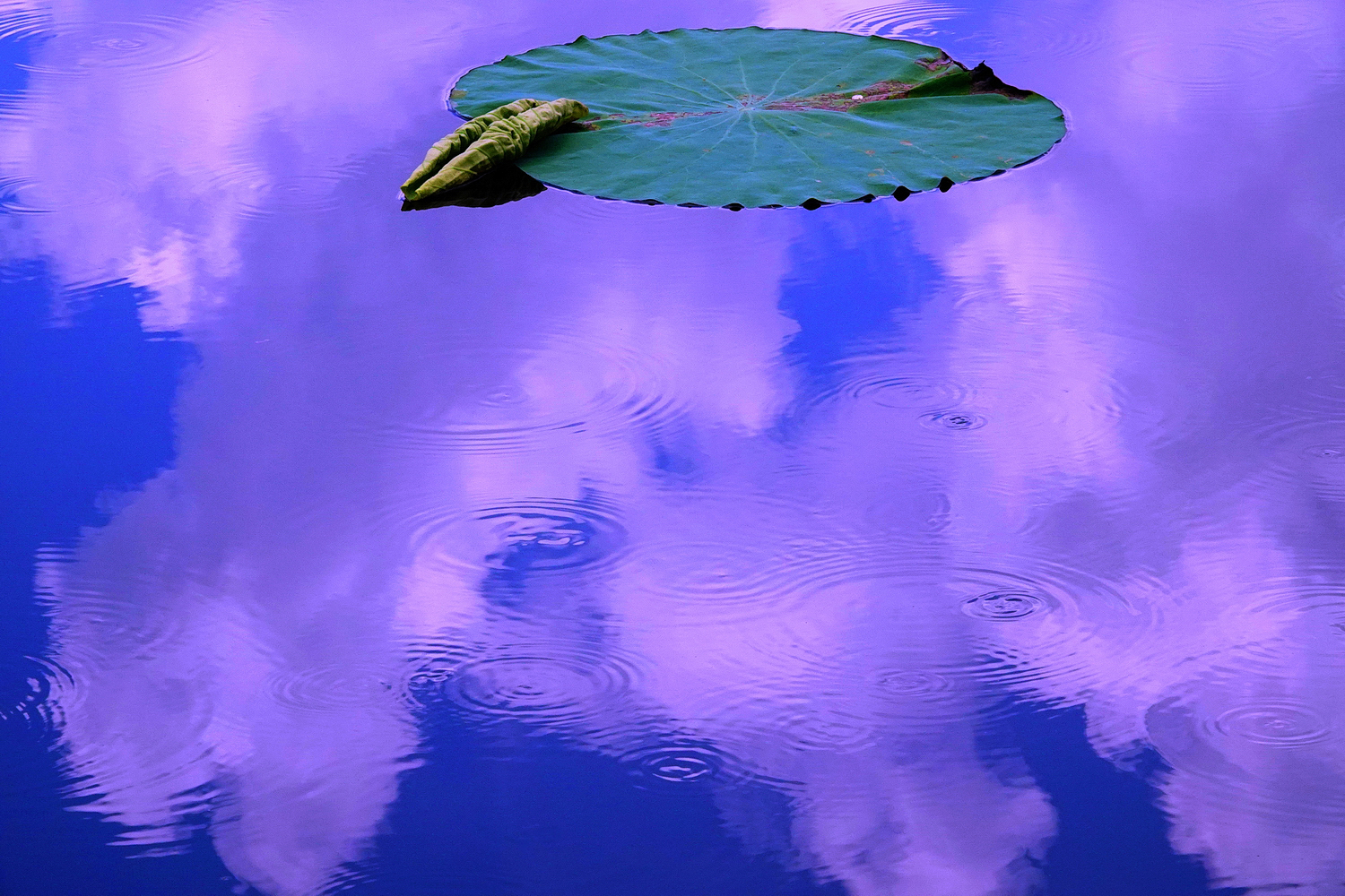 陳永鑑_荷花作品_20250710h.JPG
