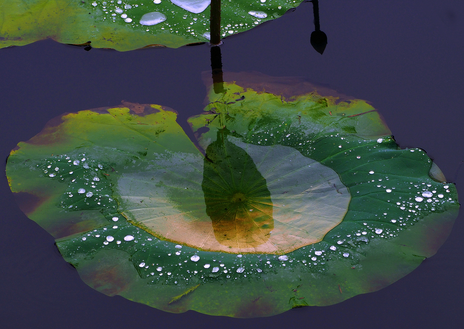 陳永鑑_荷花作品_20250710m.JPG