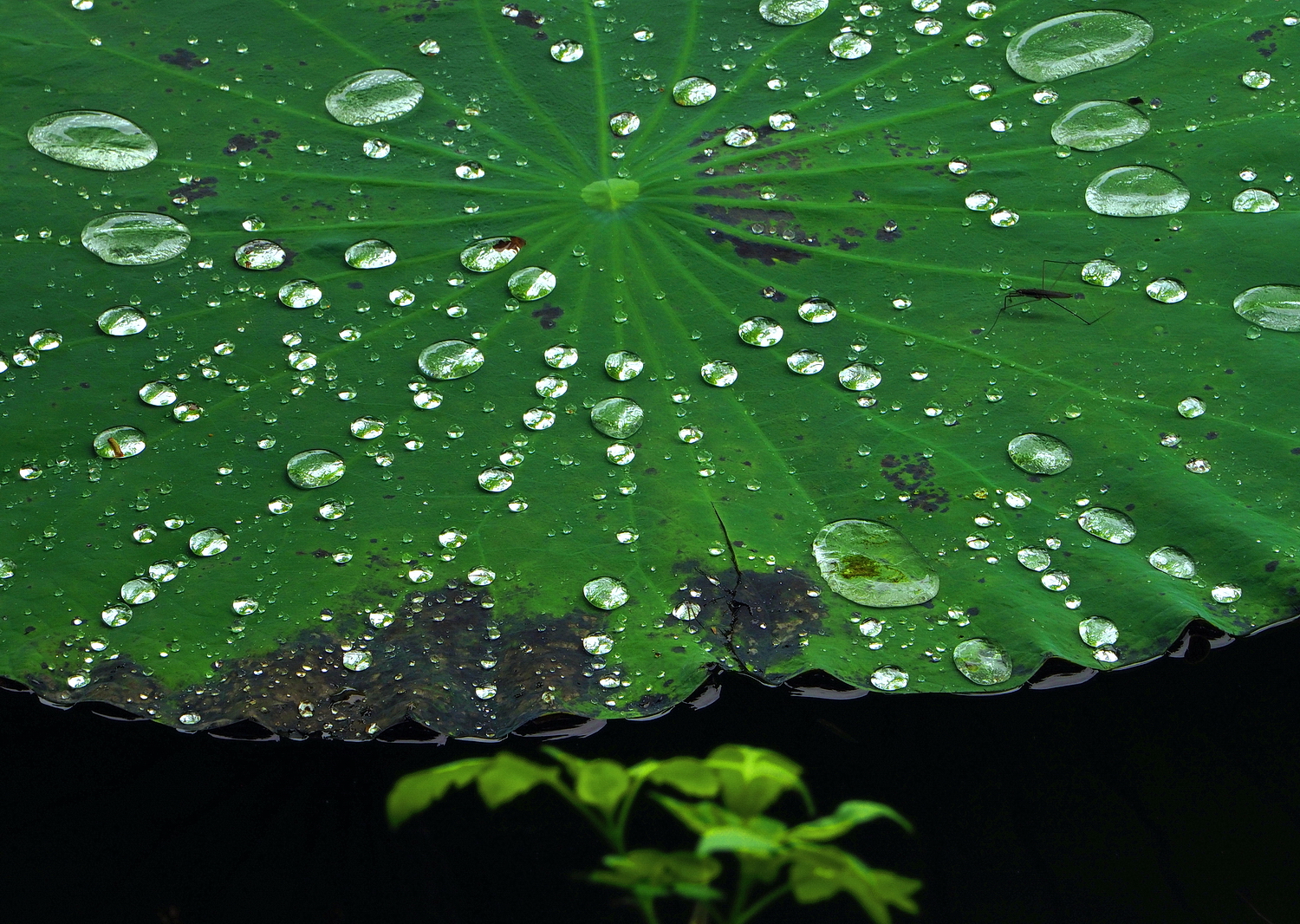 陳永鑑_荷花作品_20250710w.JPG