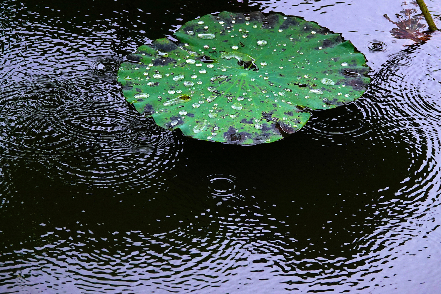 陳永鑑_荷花作品_20250711d.JPG