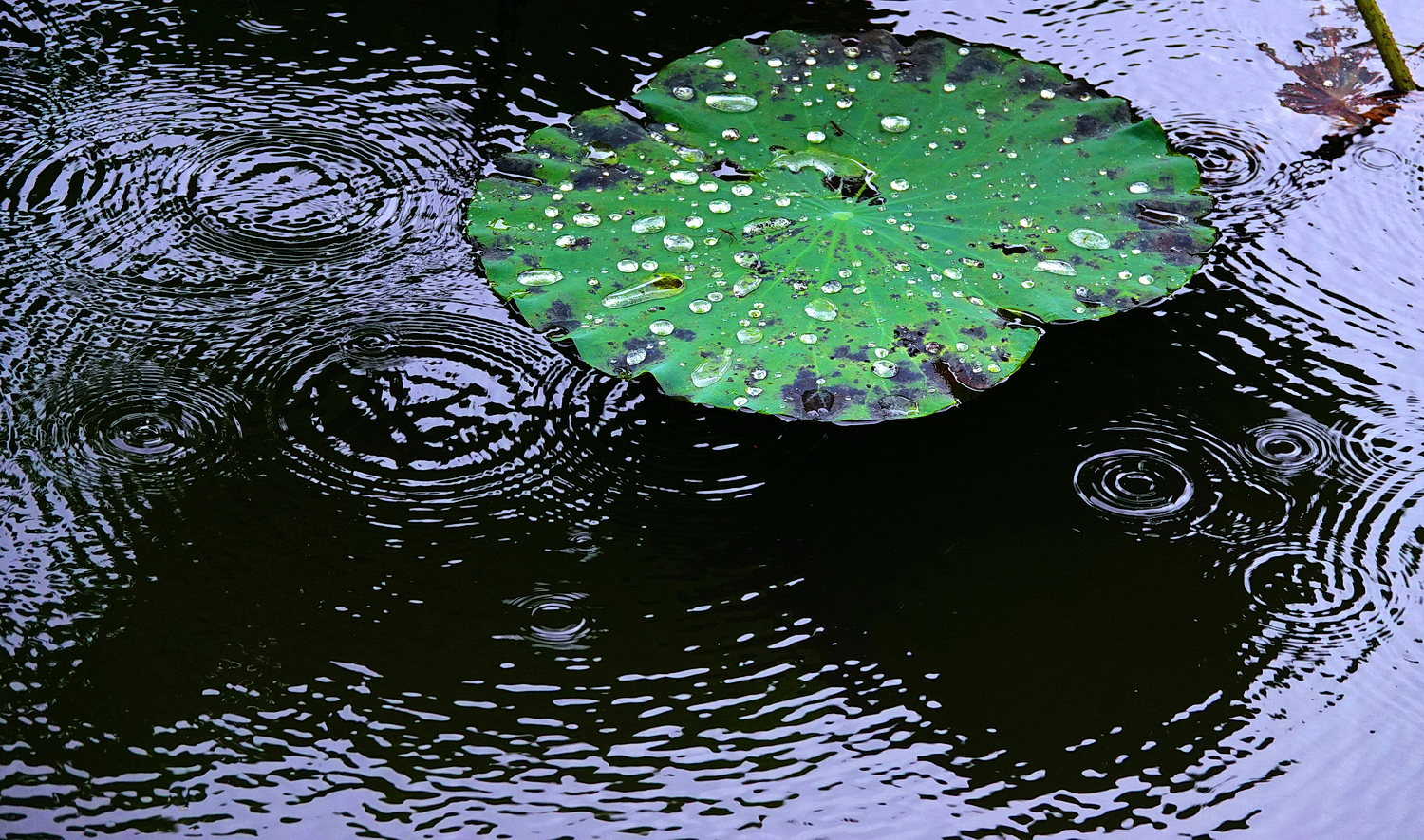 陳永鑑_荷花作品_20250711f.JPG