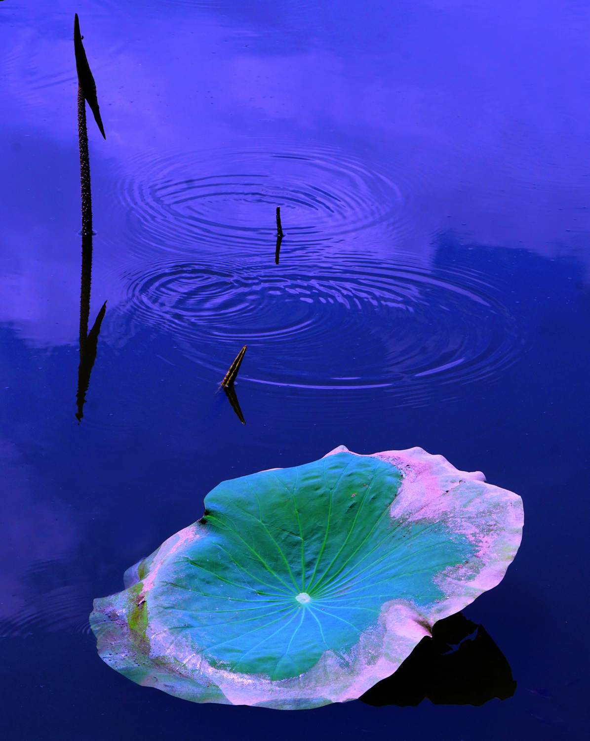 陳永鑑_荷花作品_20250711s.JPG