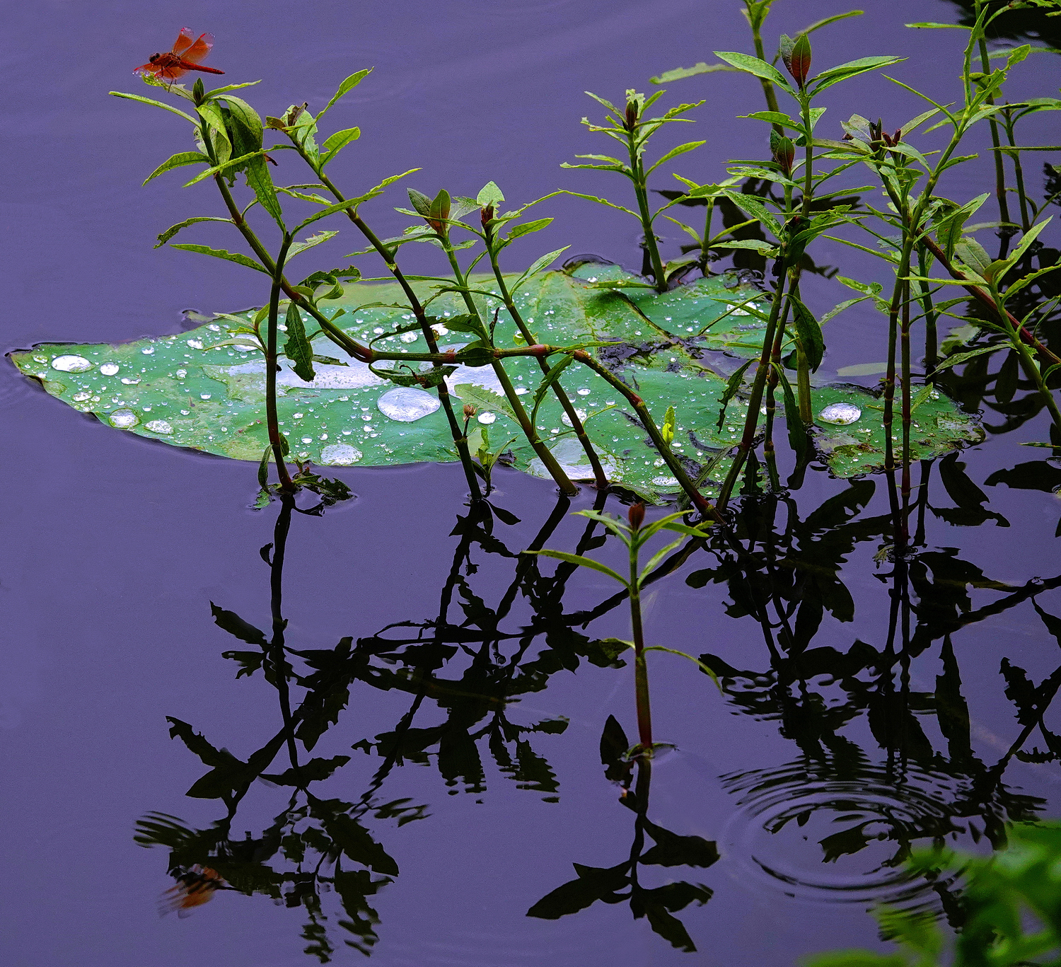 陳永鑑_荷花作品_20250711m.JPG