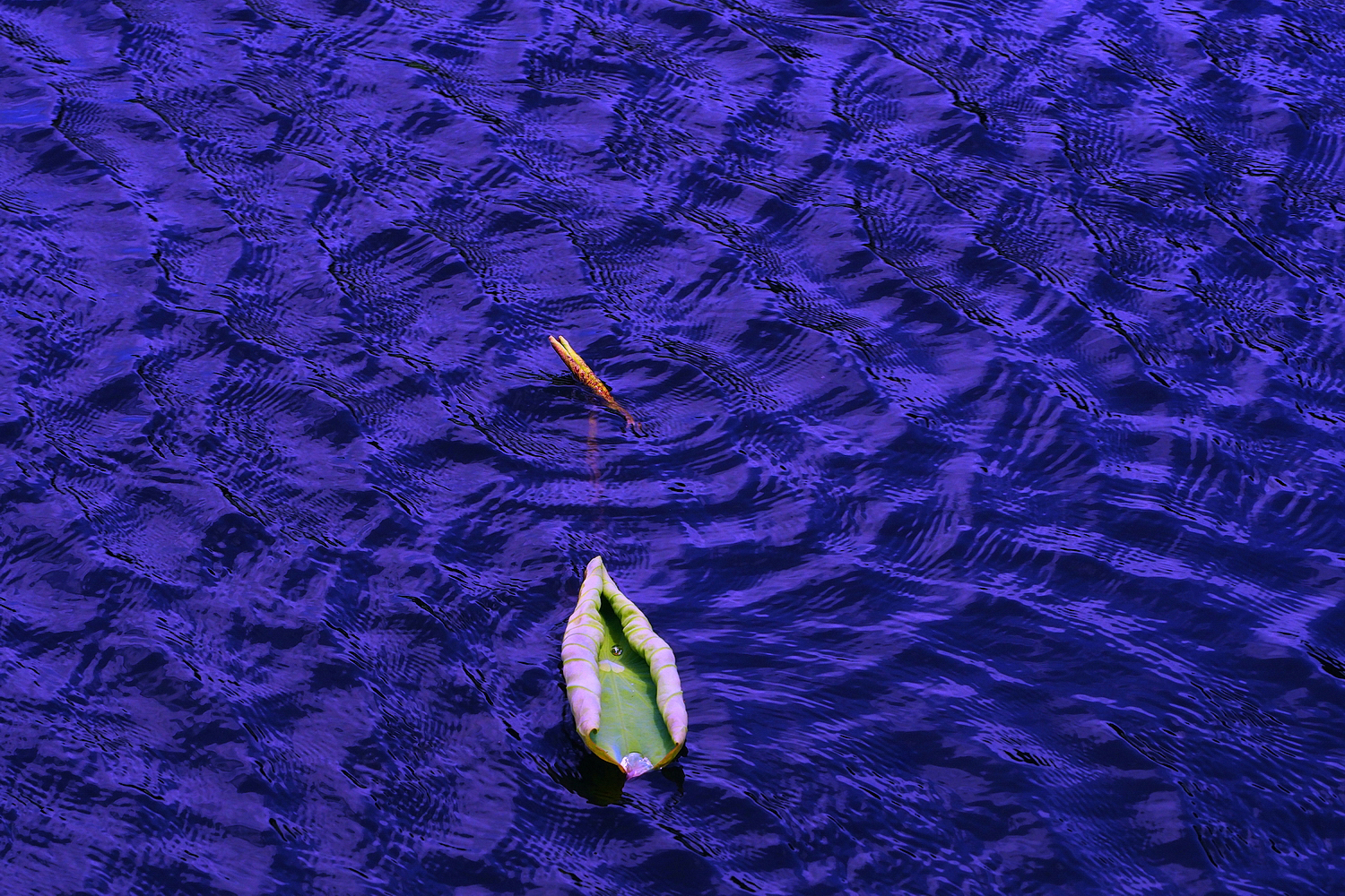 陳永鑑_荷花作品_20250714h.JPG
