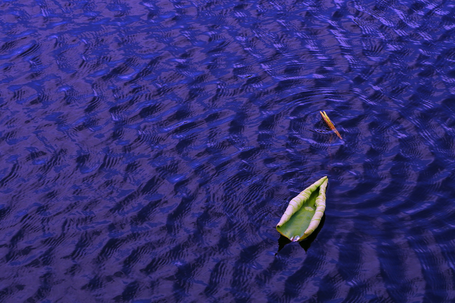 陳永鑑_荷花作品_20250714j.JPG