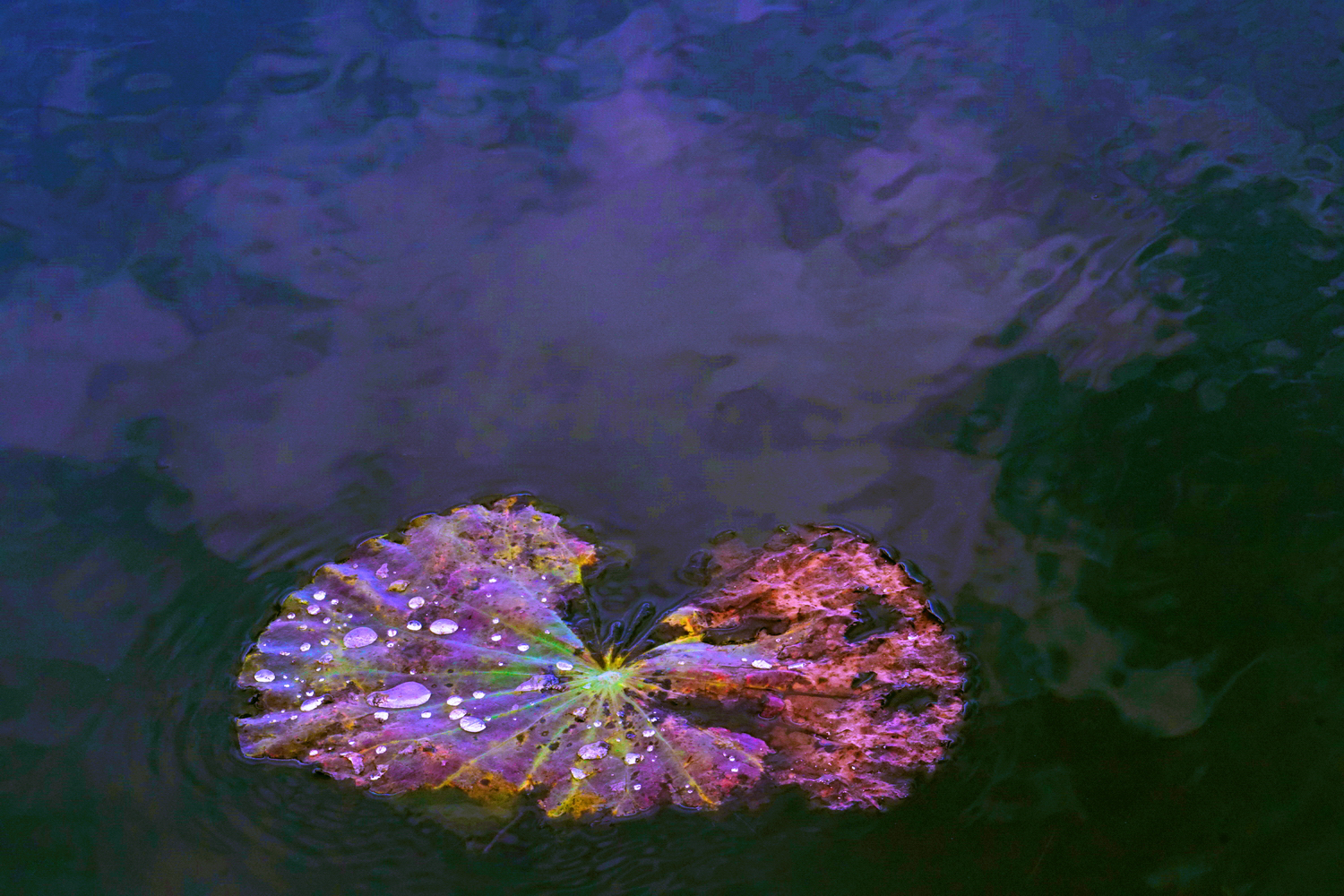 陳永鑑_荷花作品_20250715j.JPG