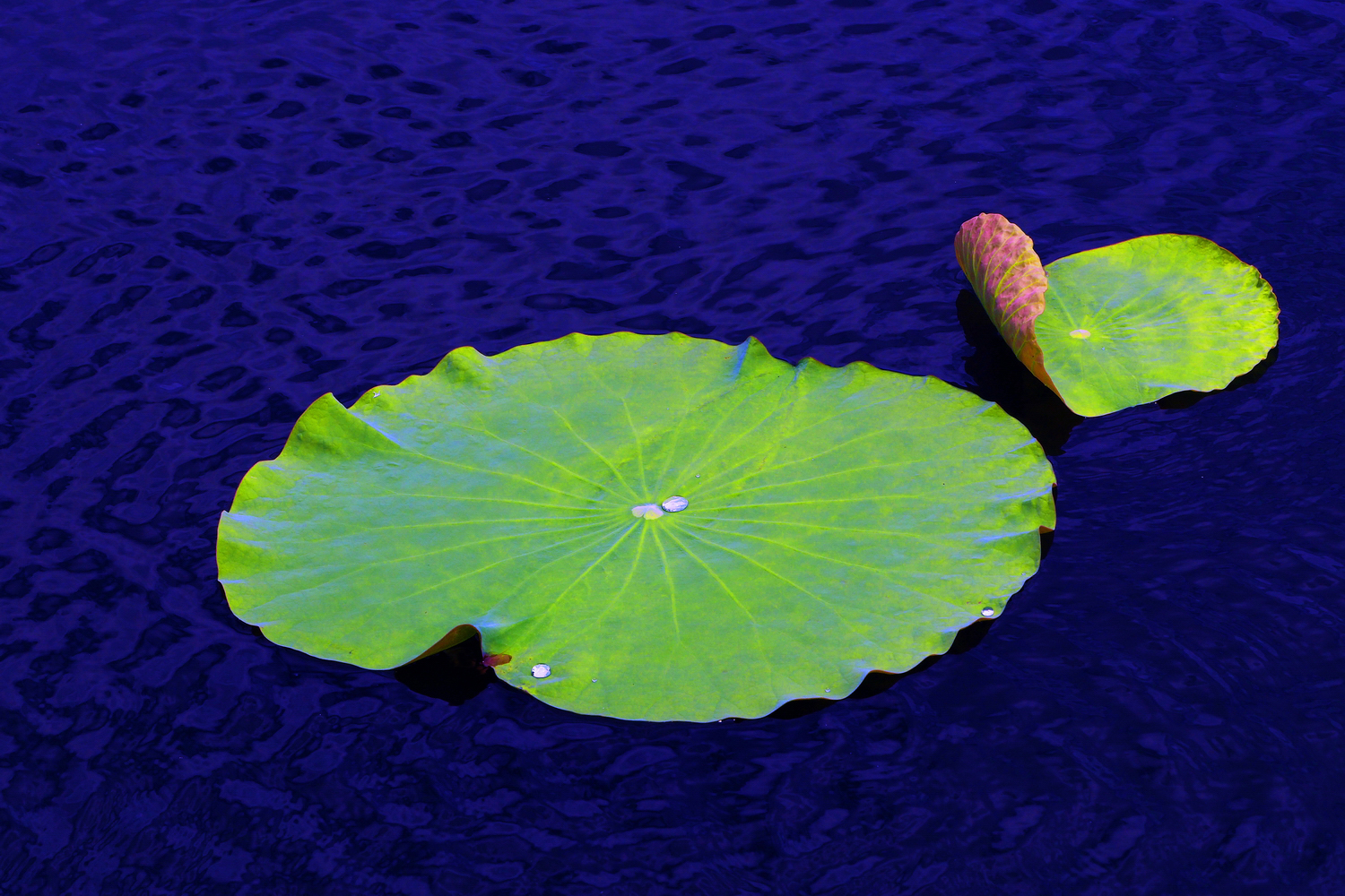 陳永鑑_荷花作品_20250716l.JPG