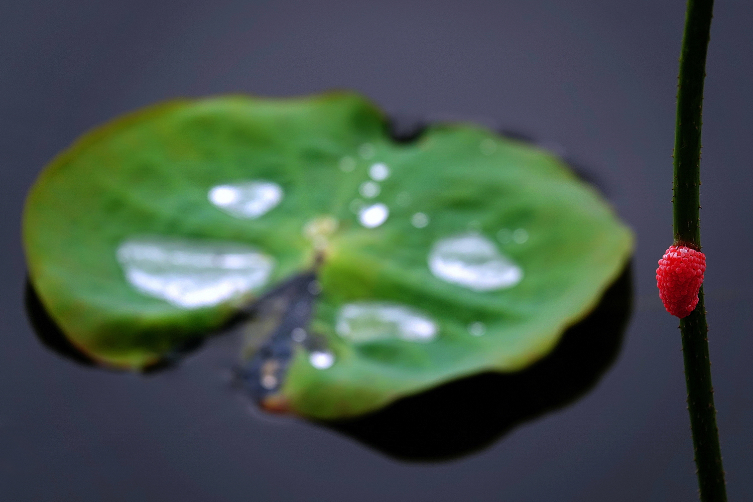 陳永鑑_荷花作品_20250717f.JPG
