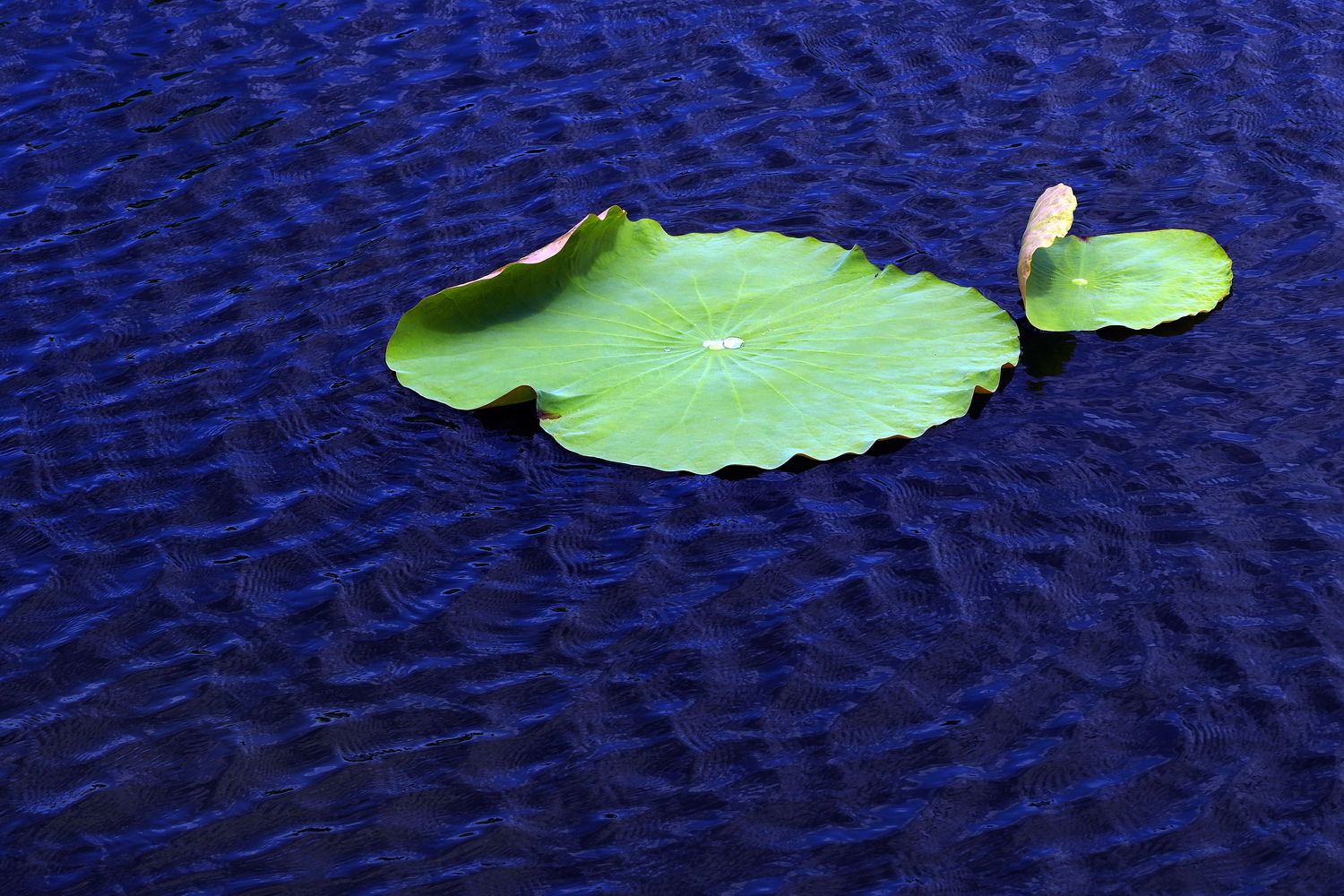 陳永鑑_荷花作品_20250716p.JPG
