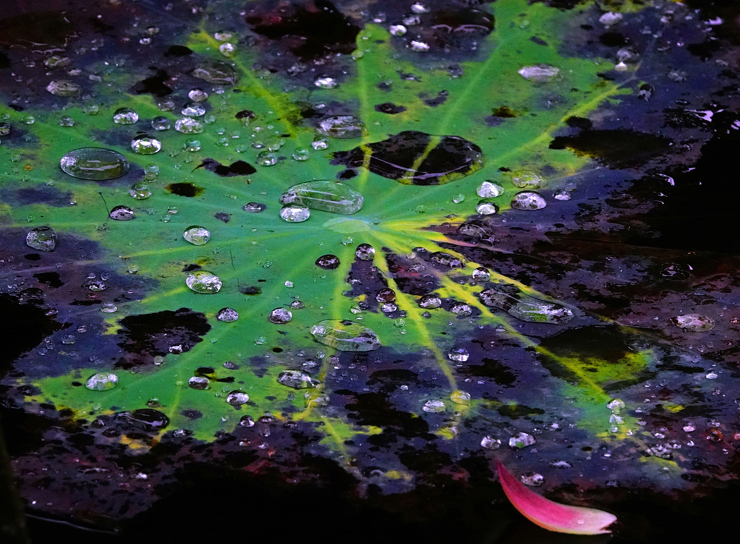 陳永鑑_荷花作品_20250717i.JPG