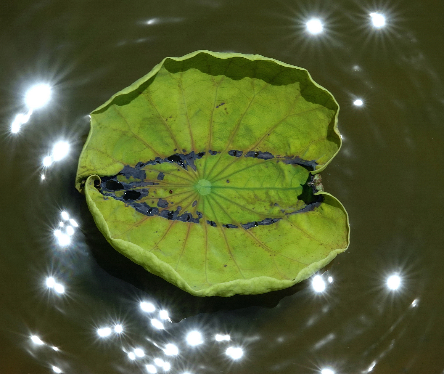 陳永鑑_荷花作品_20250718k.JPG