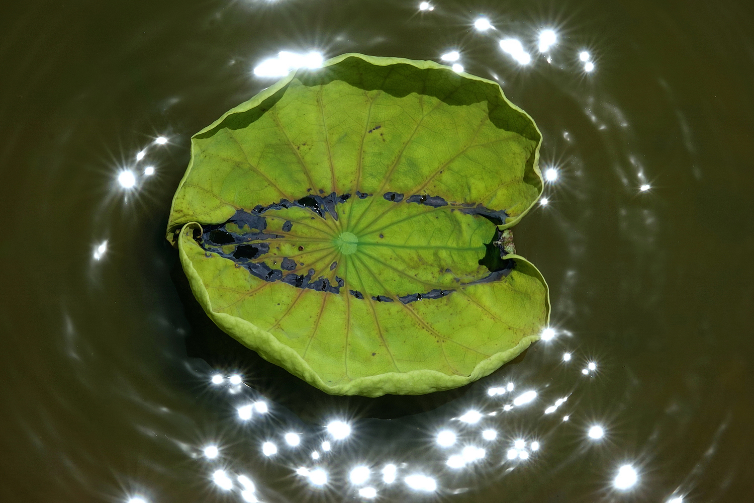陳永鑑_荷花作品_20250718j.JPG