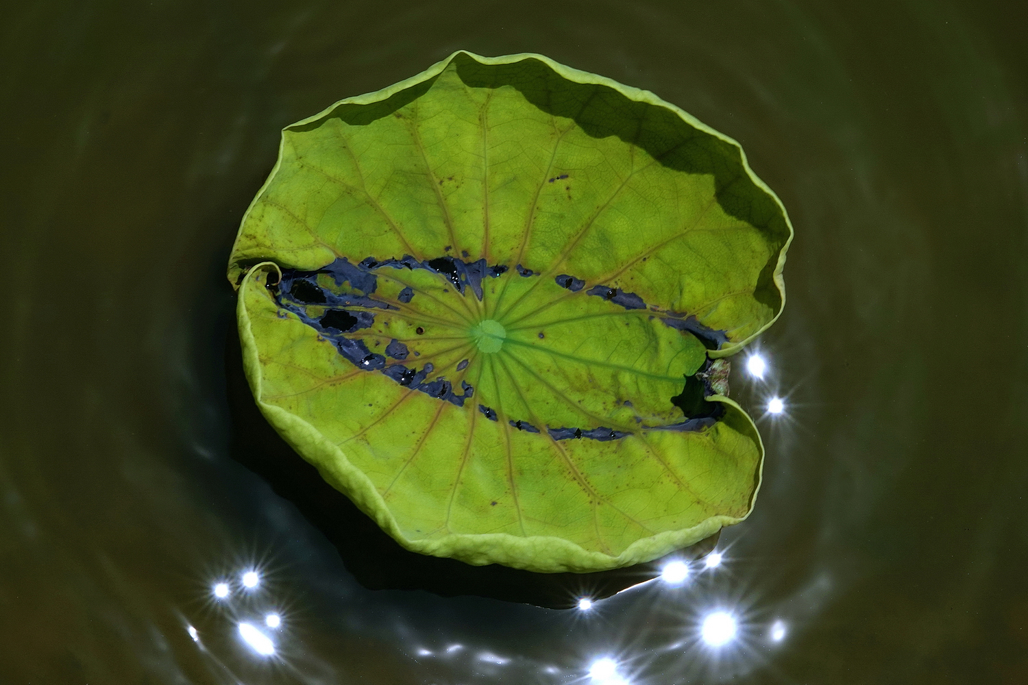 陳永鑑_荷花作品_20250718i.JPG