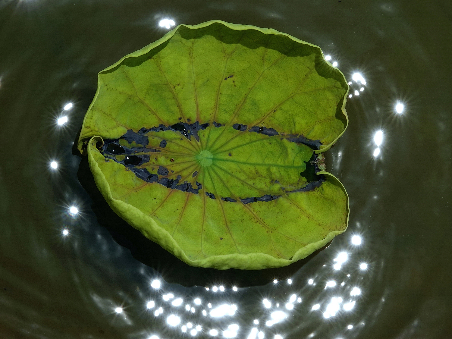 陳永鑑_荷花作品_20250718o.JPG