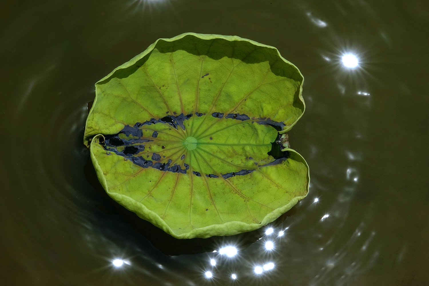 陳永鑑_荷花作品_20250718l.JPG