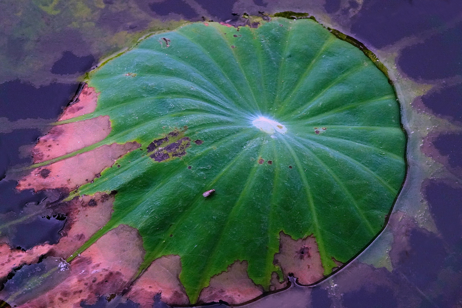 陳永鑑_荷花作品_20250719c.JPG
