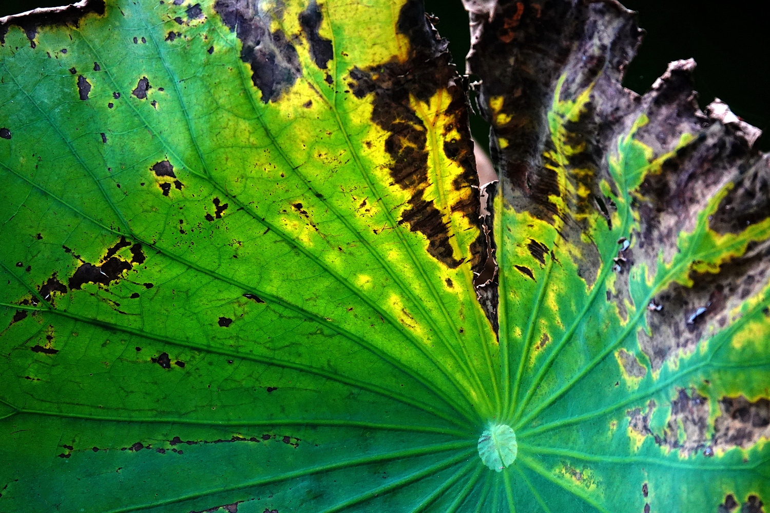 陳永鑑_荷花作品_20250719b.JPG