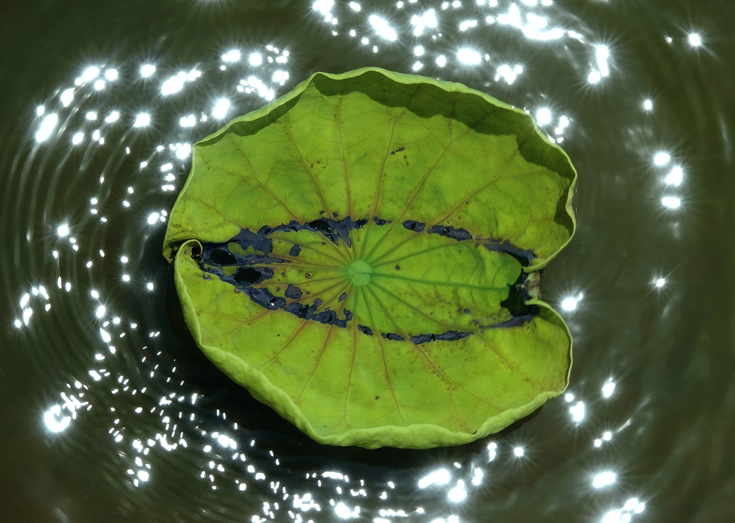 陳永鑑_荷花作品_20250718s.JPG
