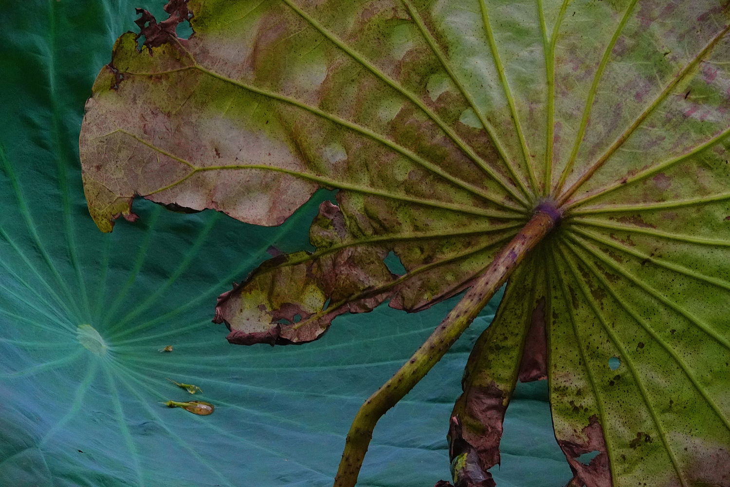 陳永鑑_荷花作品_20250719e.JPG