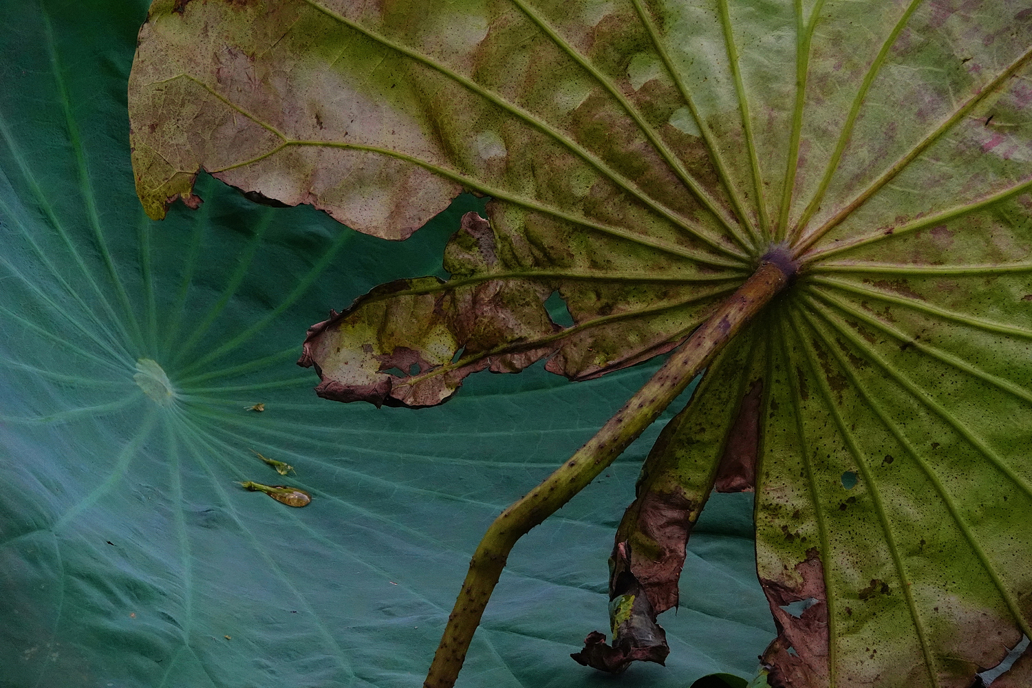 陳永鑑_荷花作品_20250719d.JPG