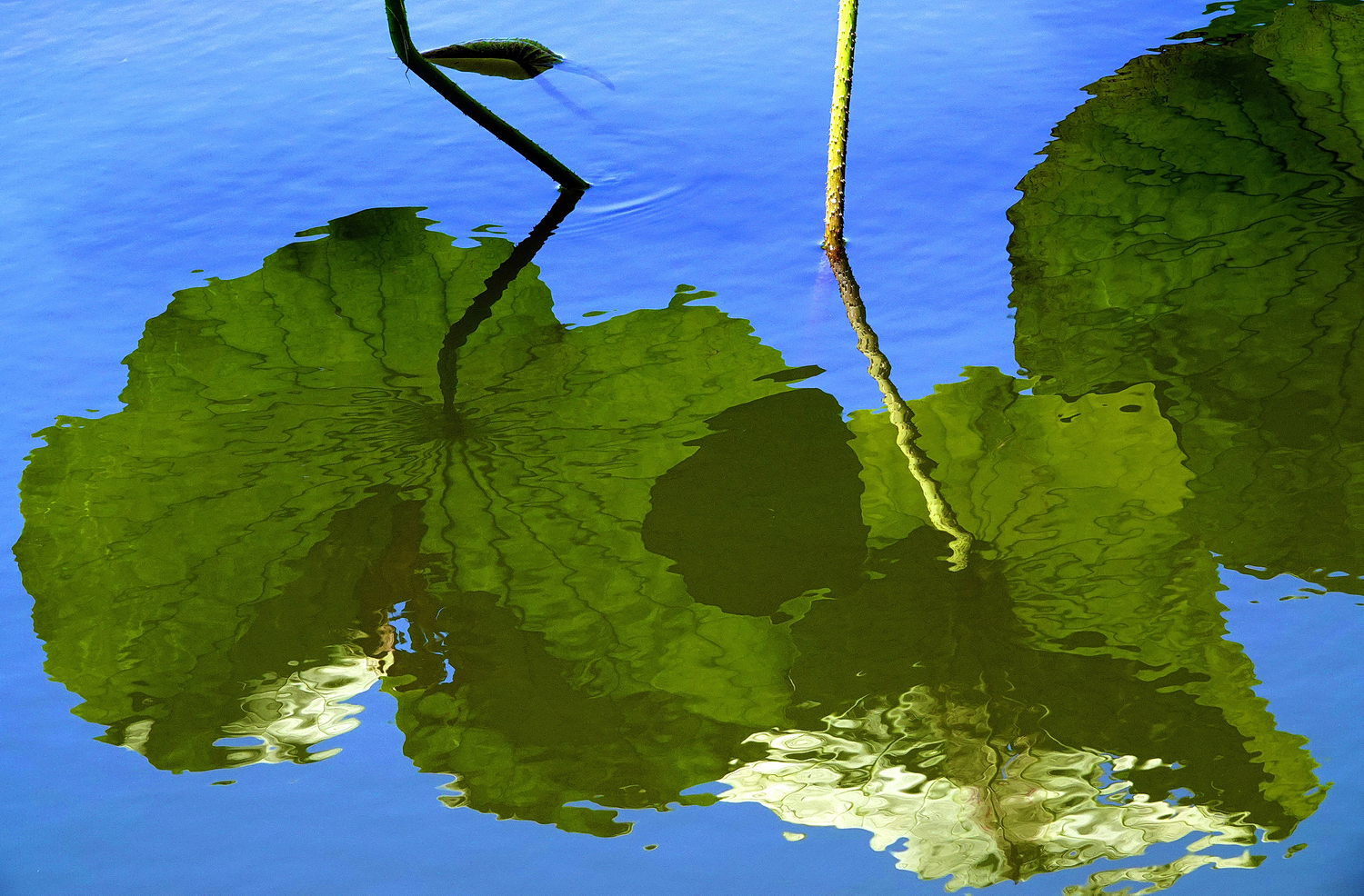 陳永鑑_荷花作品_20250719p.JPG