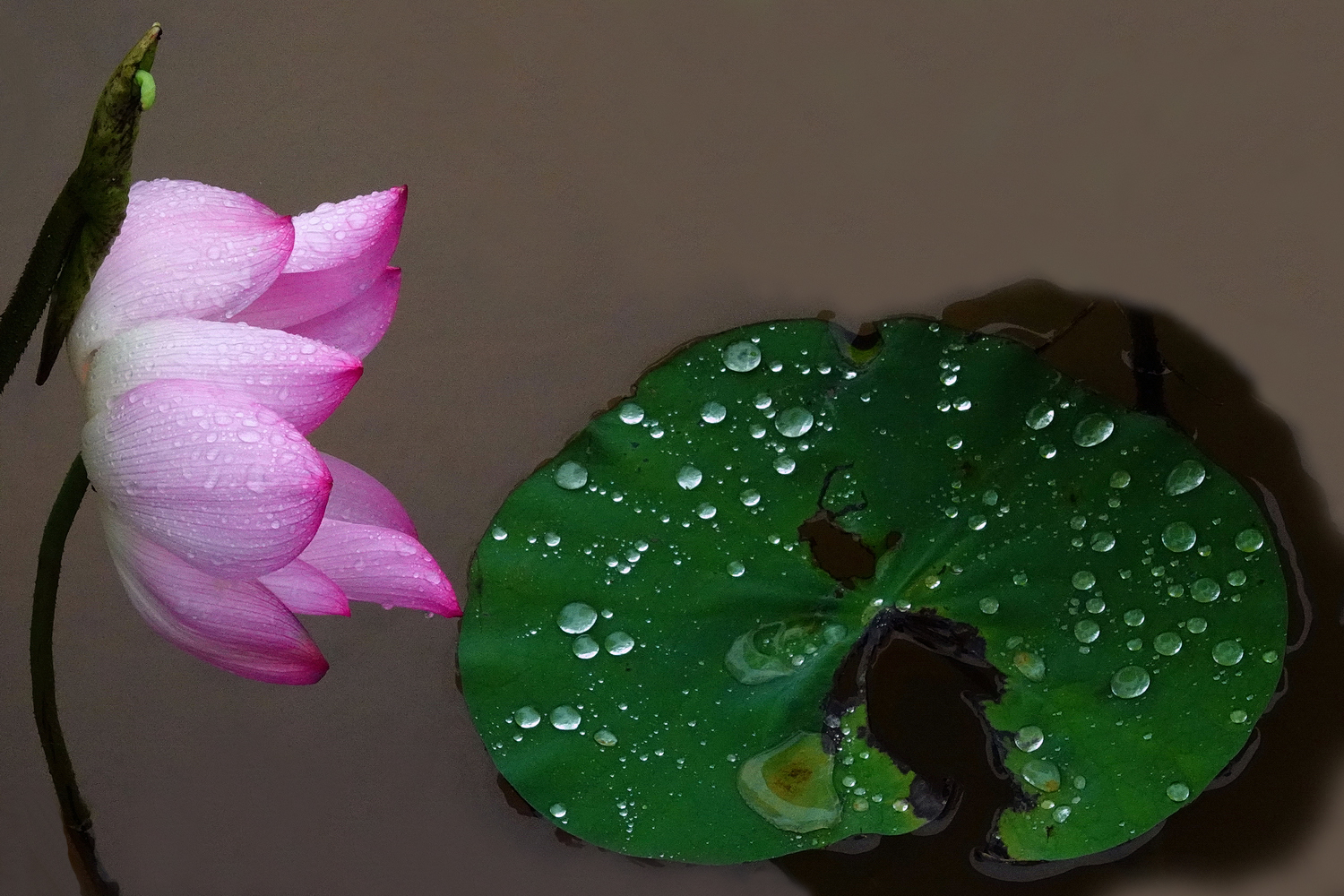 陳永鑑_荷花作品_20250721i.JPG