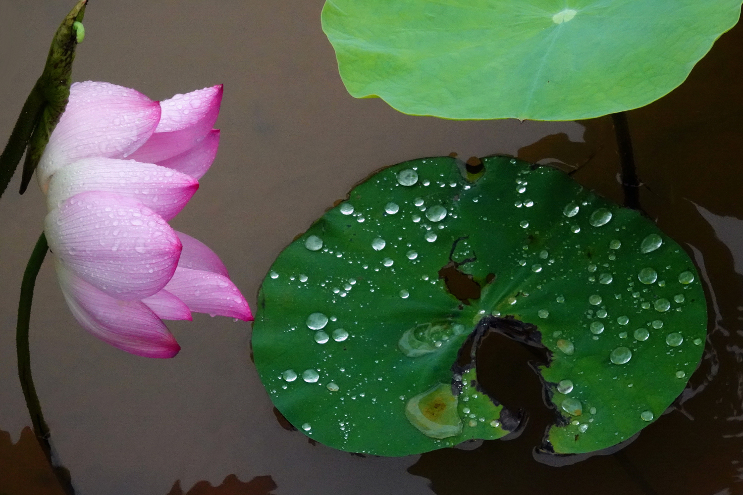 陳永鑑_荷花作品_20250722k.JPG