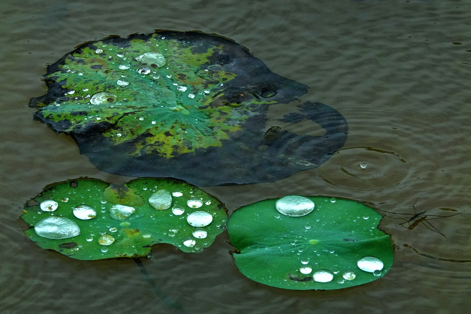 陳永鑑_荷花作品_20250722j.JPG