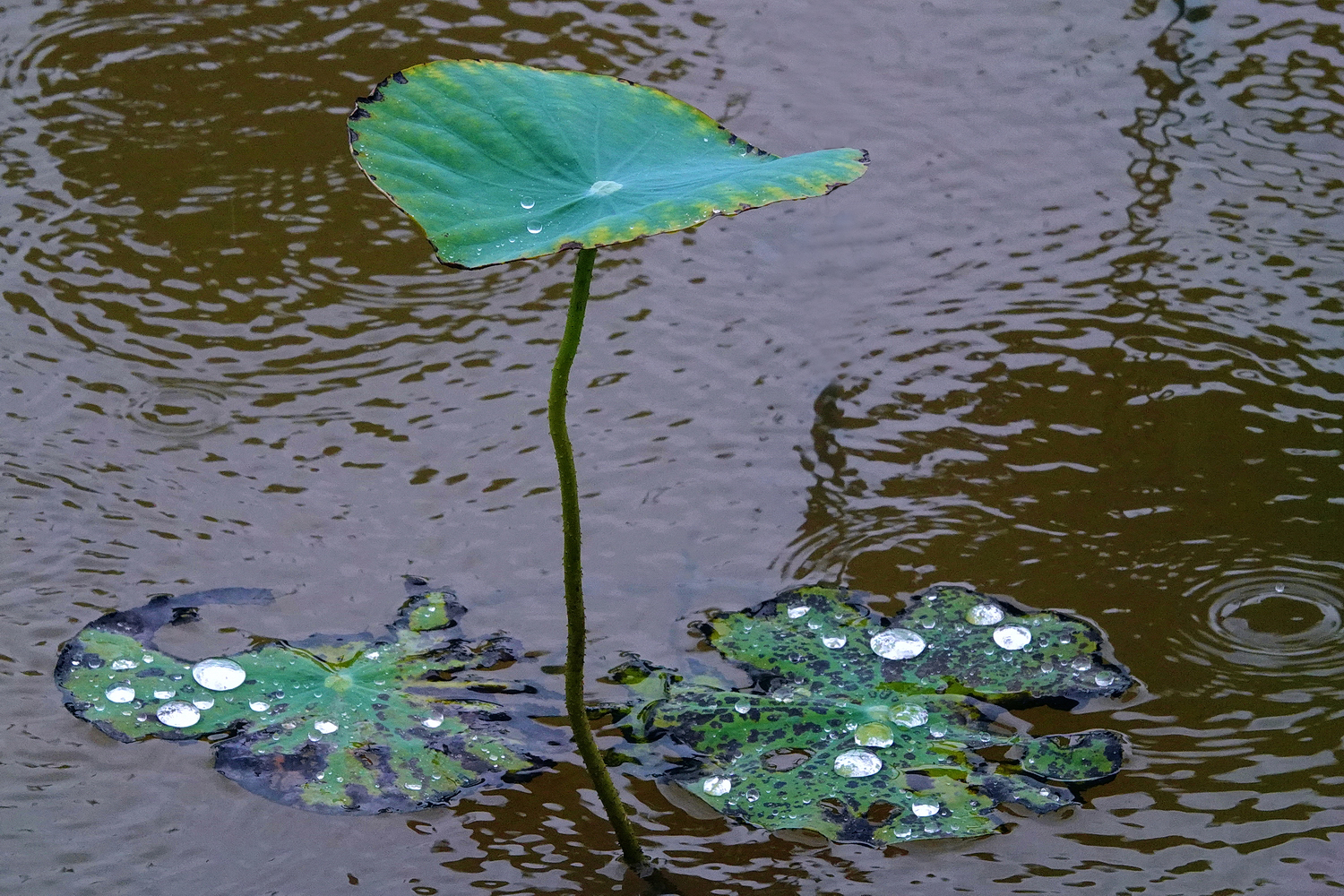 陳永鑑_荷花作品_20250722i.JPG